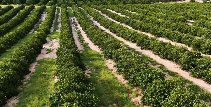 Cameron High Grove Farms III